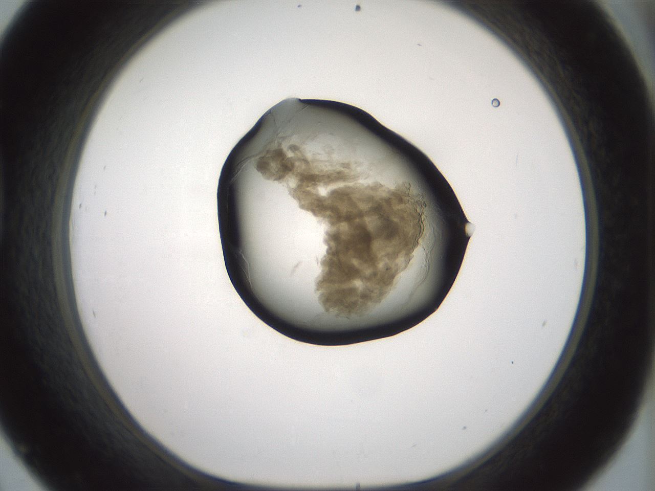 folderID230_plateID1230_batchID3779_wellNum45_profileID1_d1_r70252_ef.jpg