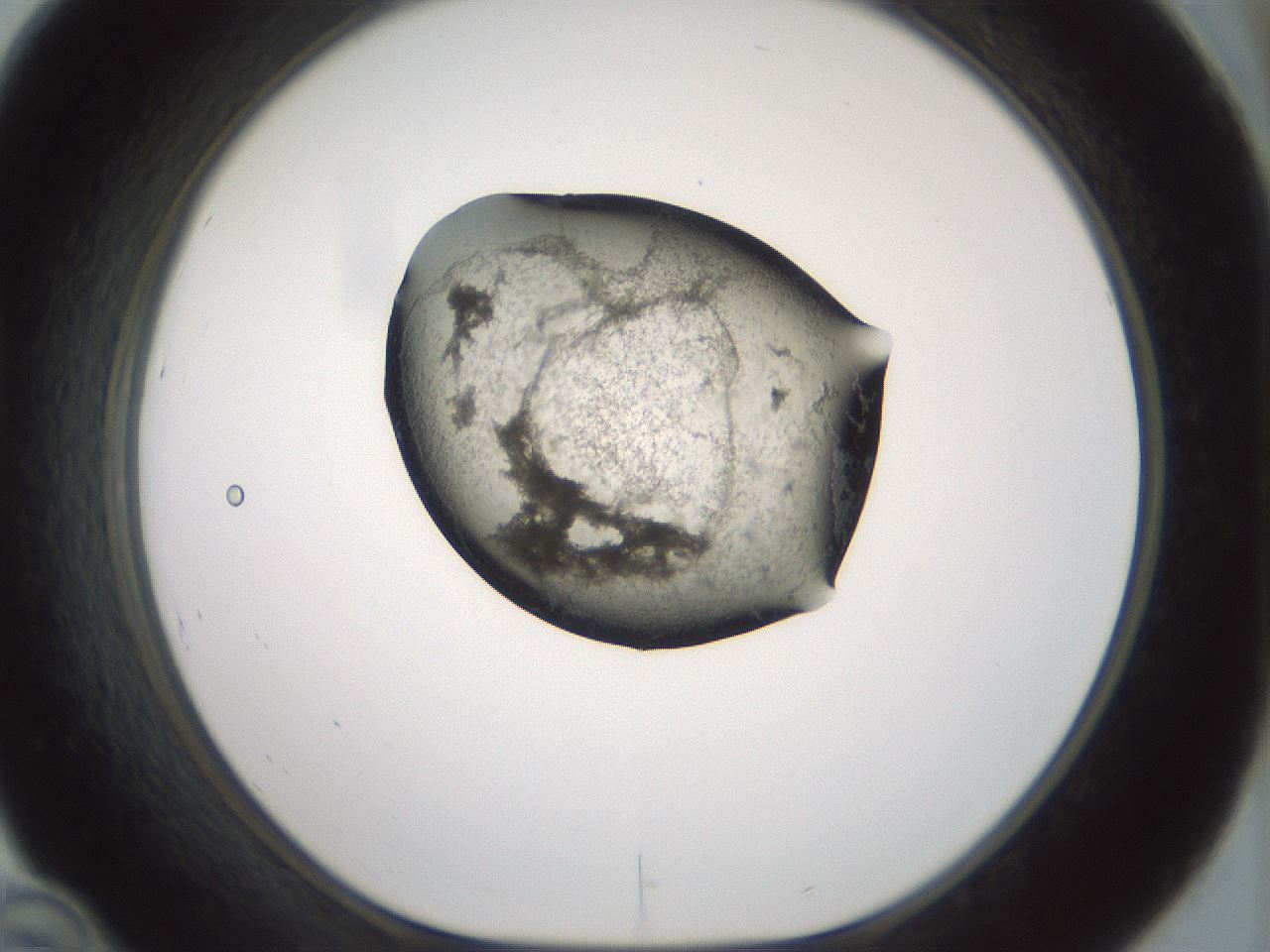 folderID230_plateID1230_batchID3779_wellNum46_profileID1_d1_r70253_ef.jpg