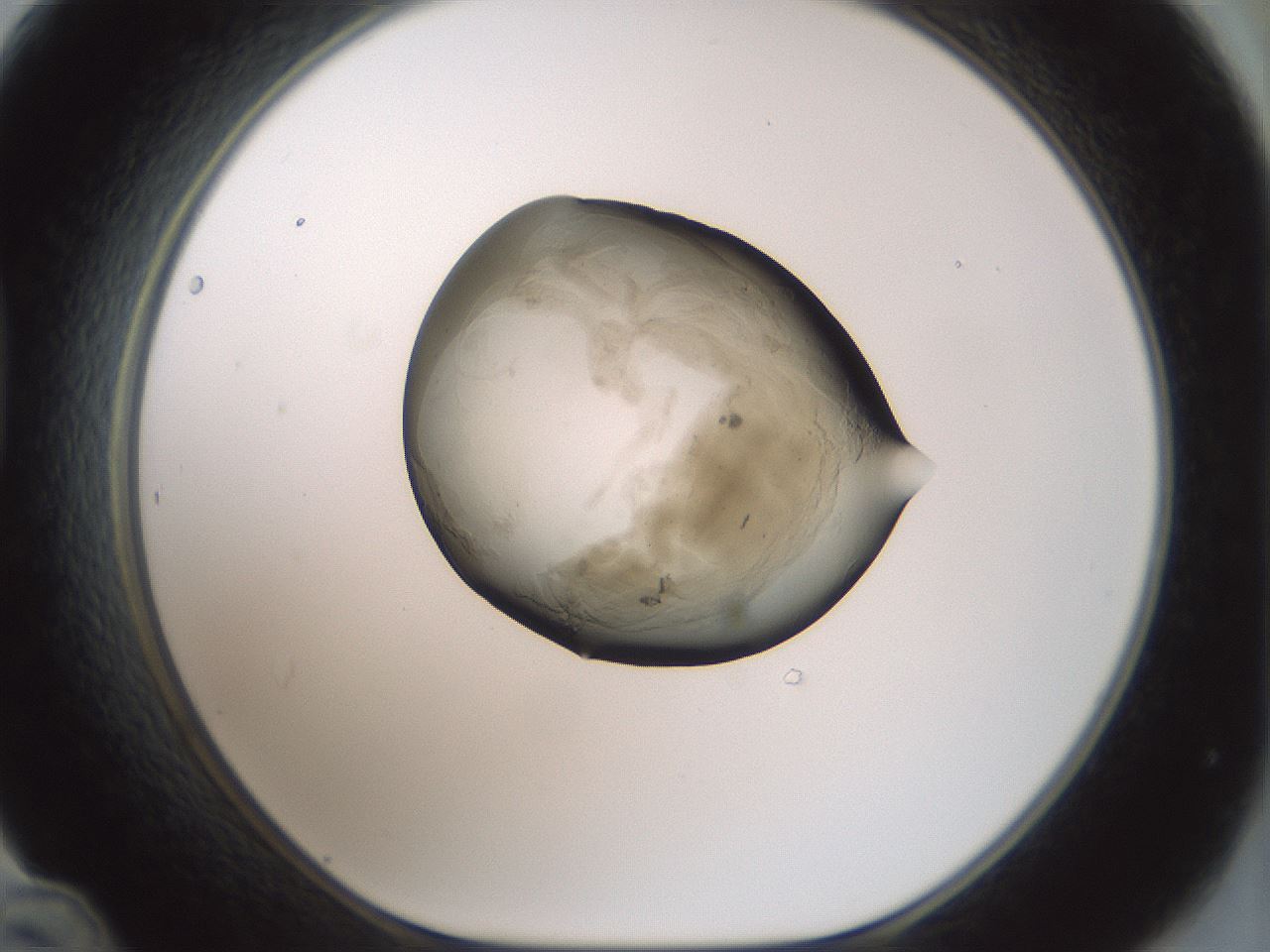 folderID230_plateID1230_batchID3779_wellNum48_profileID1_d1_r70255_ef.jpg