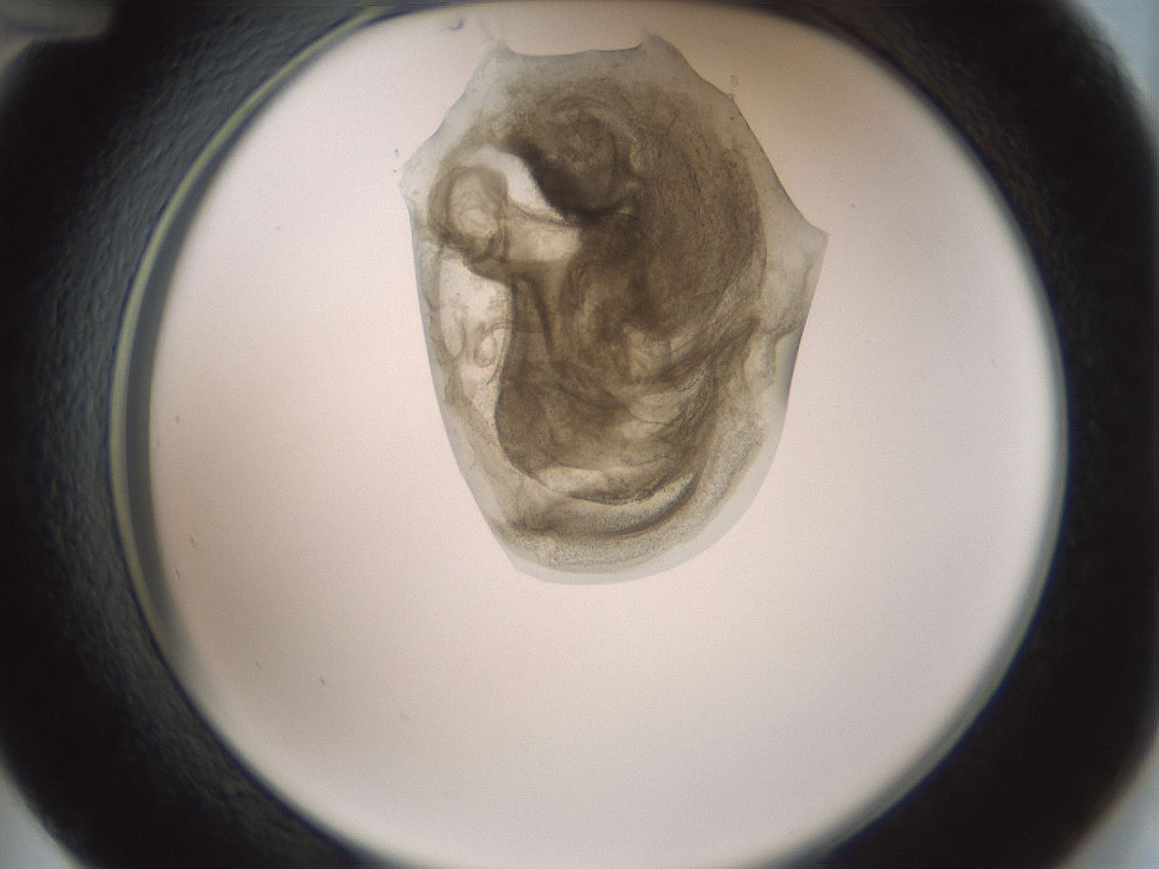 folderID230_plateID1230_batchID3779_wellNum48_profileID1_d2_r71697_ef.jpg
