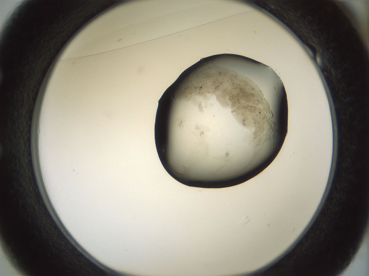 folderID230_plateID1230_batchID3779_wellNum49_profileID1_d1_r70256_ef.jpg