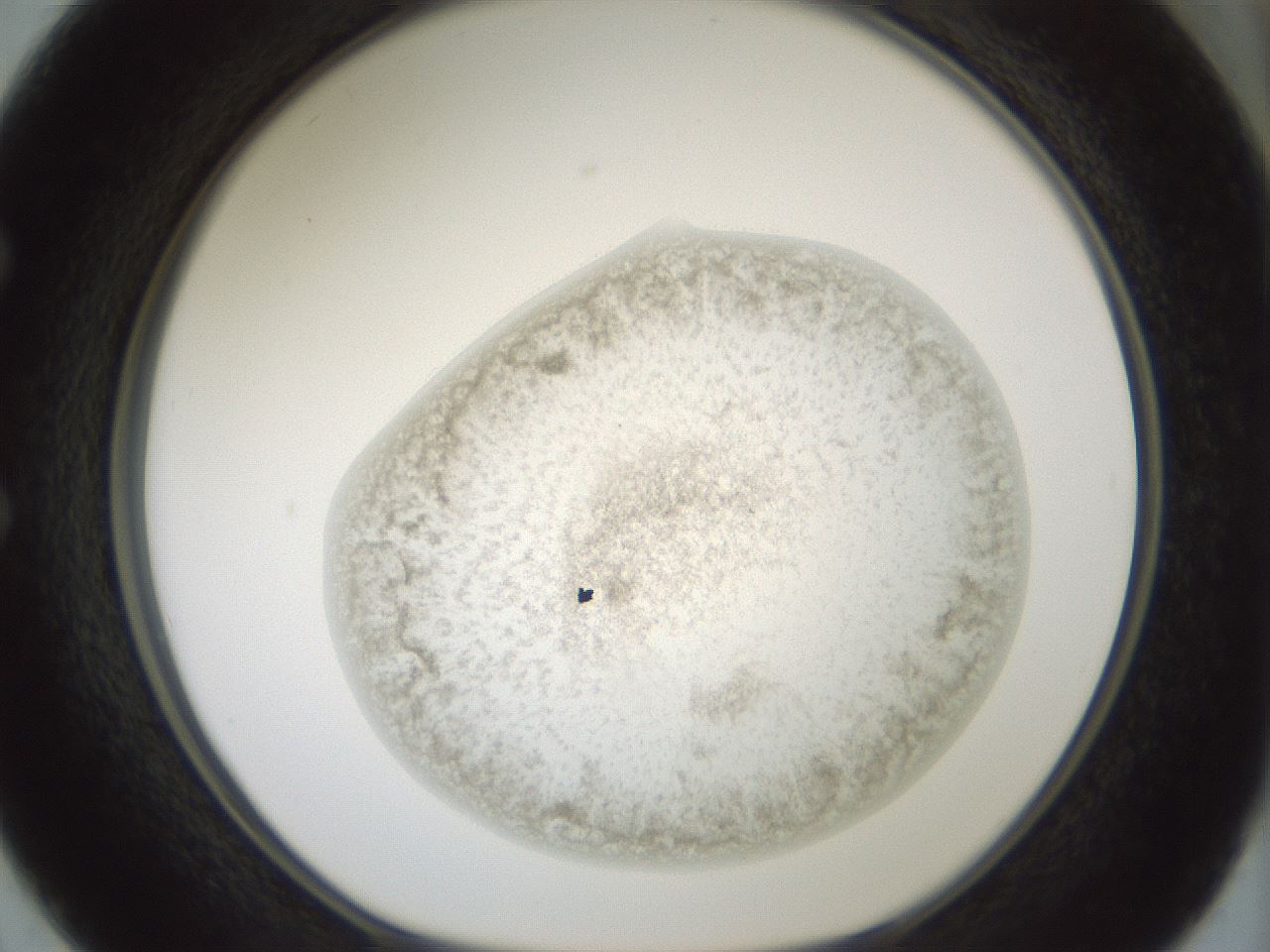 folderID230_plateID1230_batchID3779_wellNum50_profileID1_d1_r70257_ef.jpg