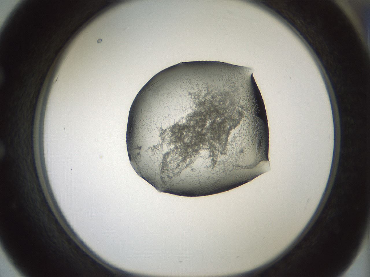 folderID230_plateID1230_batchID3779_wellNum51_profileID1_d1_r70258_ef.jpg