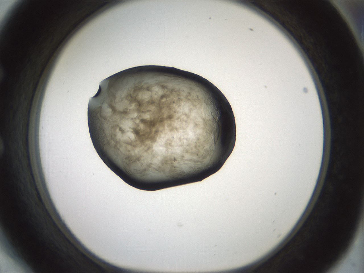 folderID230_plateID1230_batchID3779_wellNum54_profileID1_d1_r70261_ef.jpg