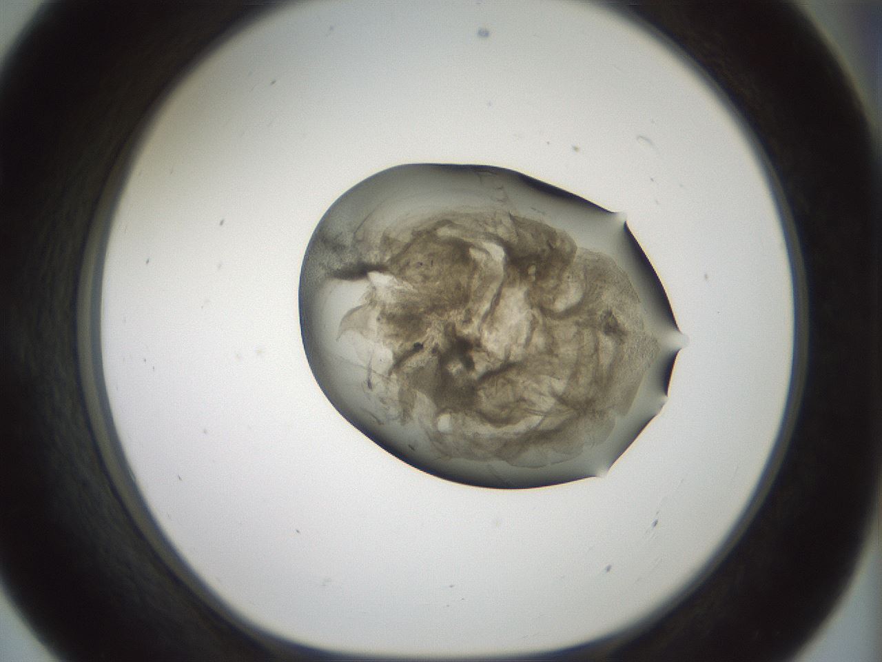 folderID230_plateID1230_batchID3779_wellNum55_profileID1_d1_r70262_ef.jpg