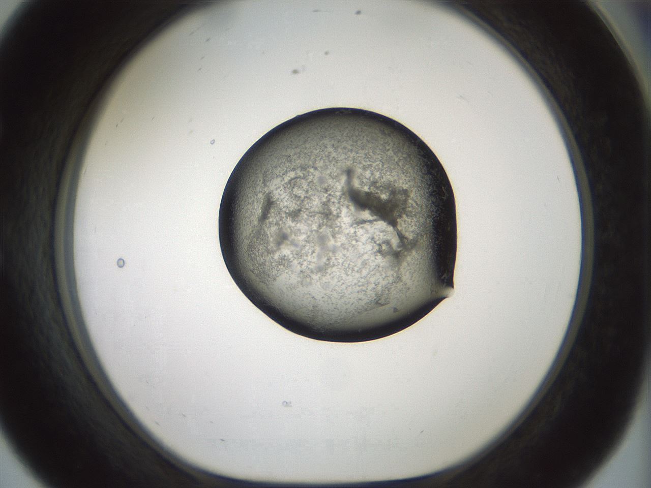 folderID230_plateID1230_batchID3779_wellNum56_profileID1_d1_r70263_ef.jpg