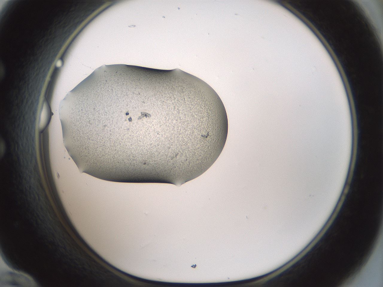 folderID230_plateID1230_batchID3779_wellNum60_profileID1_d1_r70267_ef.jpg