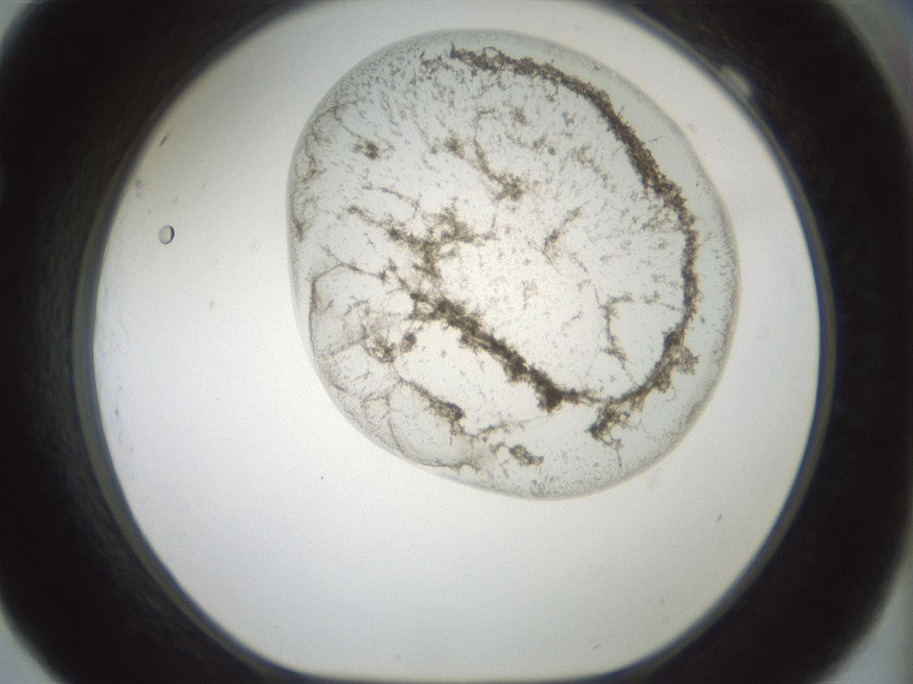 folderID230_plateID1230_batchID3779_wellNum69_profileID1_d1_r70276_ef.jpg