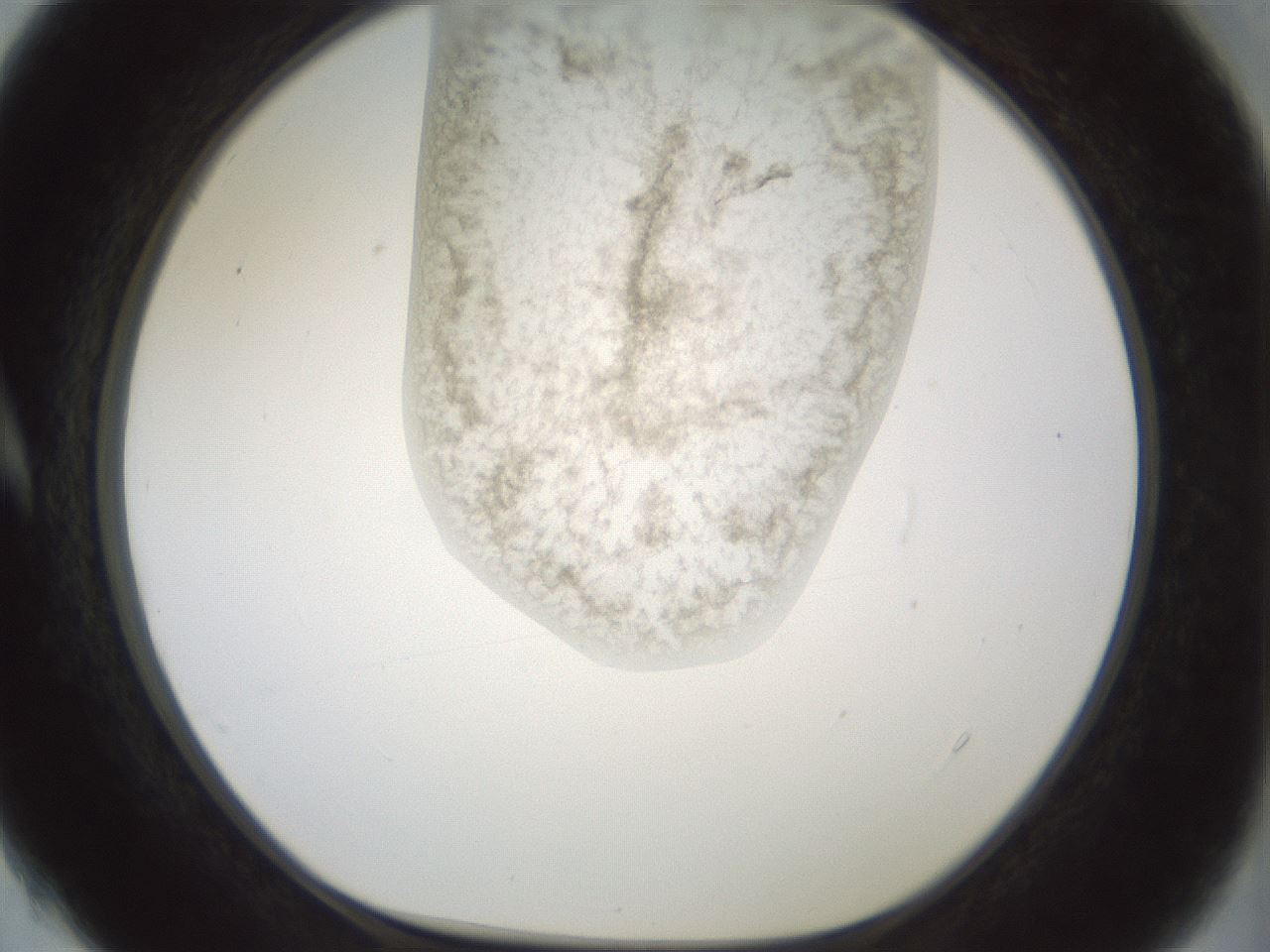 folderID230_plateID1230_batchID3779_wellNum4_profileID1_d1_r70211_ef.jpg
