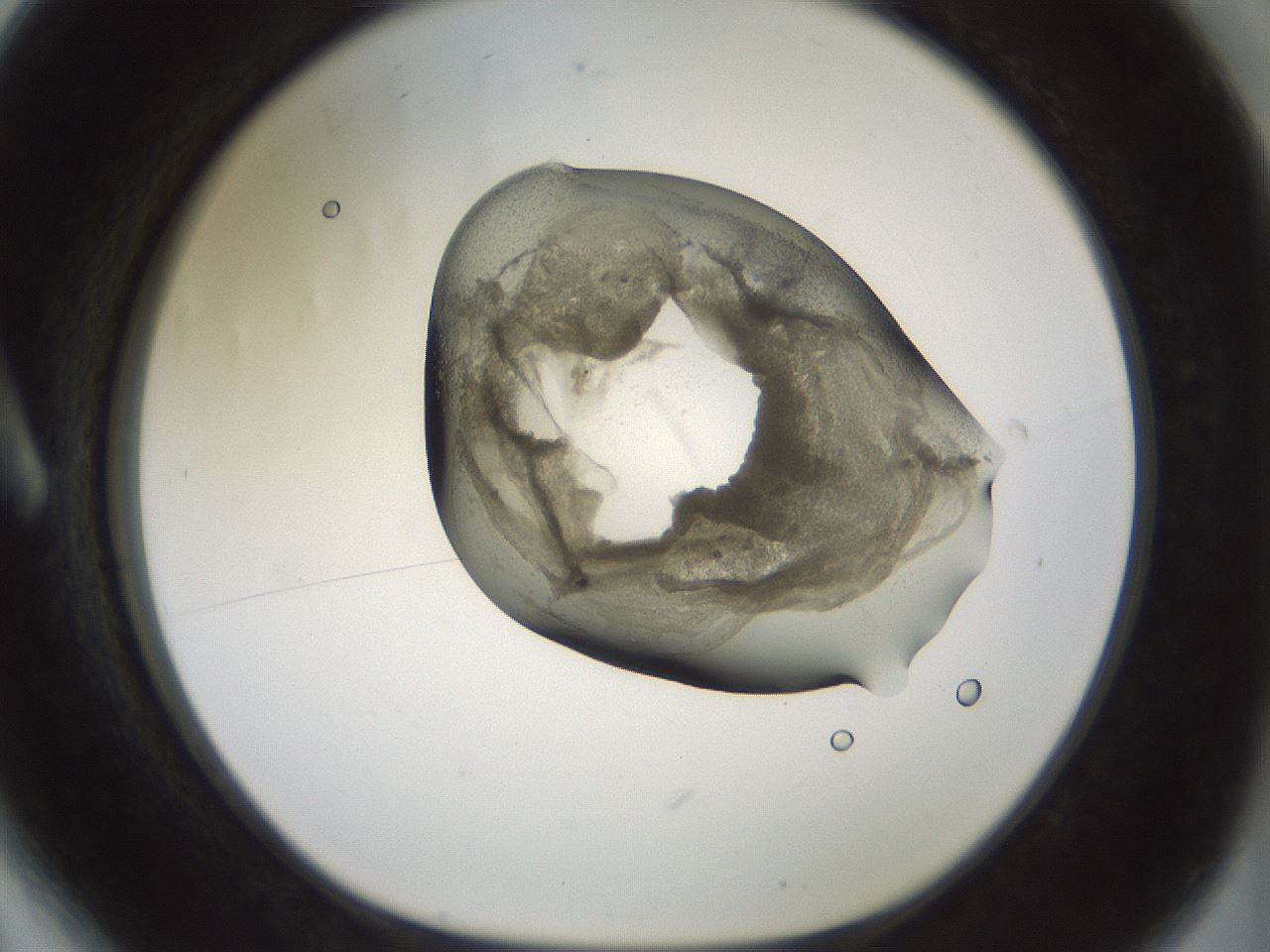 folderID230_plateID1230_batchID3779_wellNum6_profileID1_d1_r70213_ef.jpg