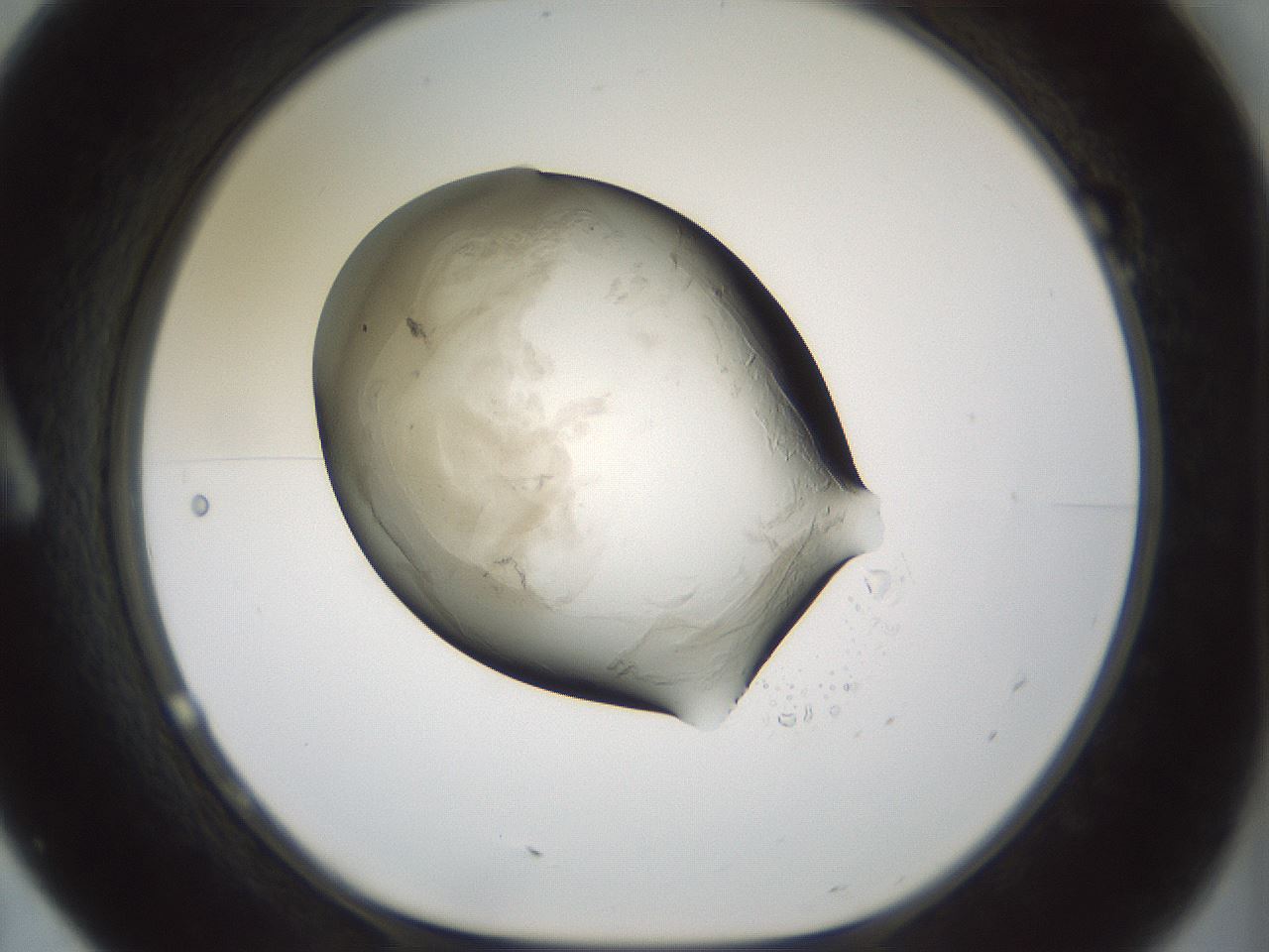 folderID230_plateID1230_batchID3779_wellNum7_profileID1_d1_r70214_ef.jpg