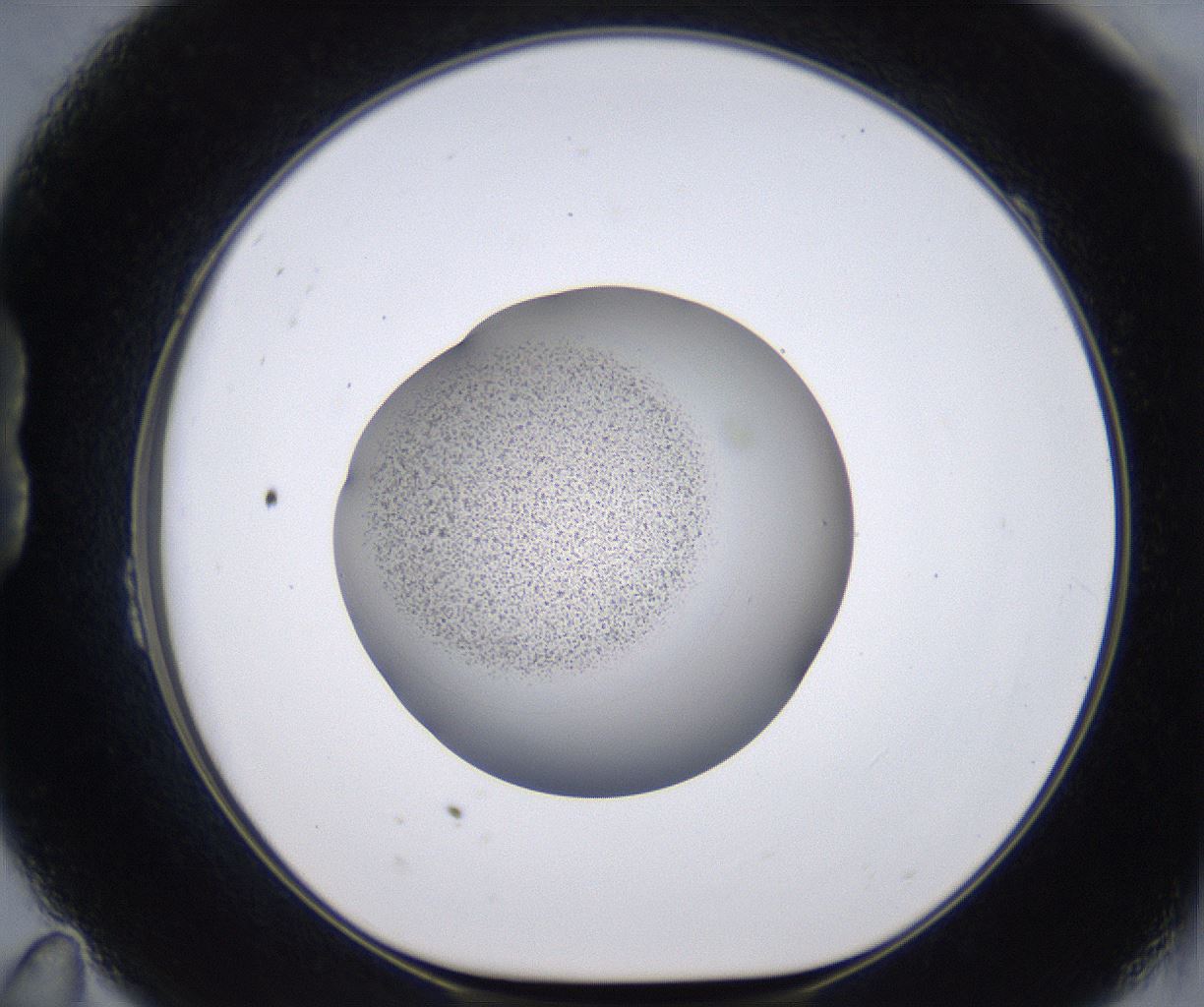 folderID230_plateID2230_batchID10094_wellNum23_profileID1_d1_r153159_ef.jpg