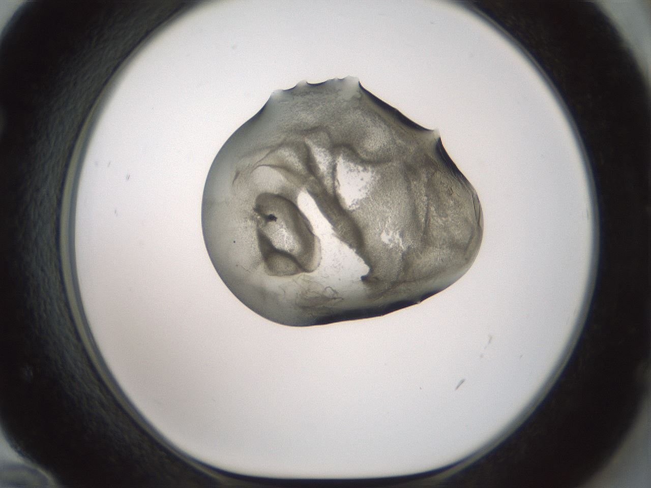 folderID230_plateID1230_batchID3779_wellNum72_profileID1_d1_r70279_ef.jpg