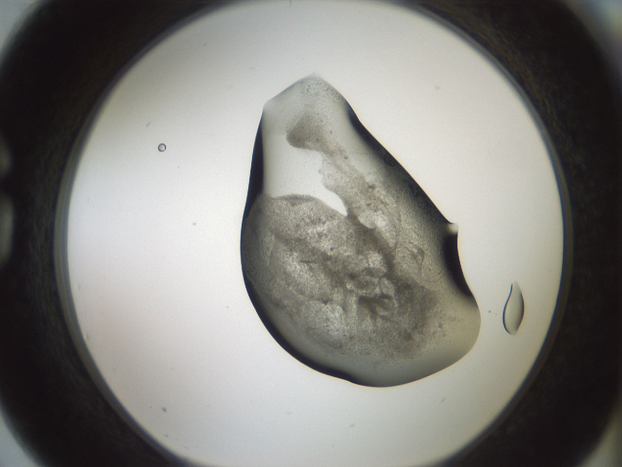 folderID230_plateID1230_batchID3779_wellNum75_profileID1_d1_r70282_ef.jpg