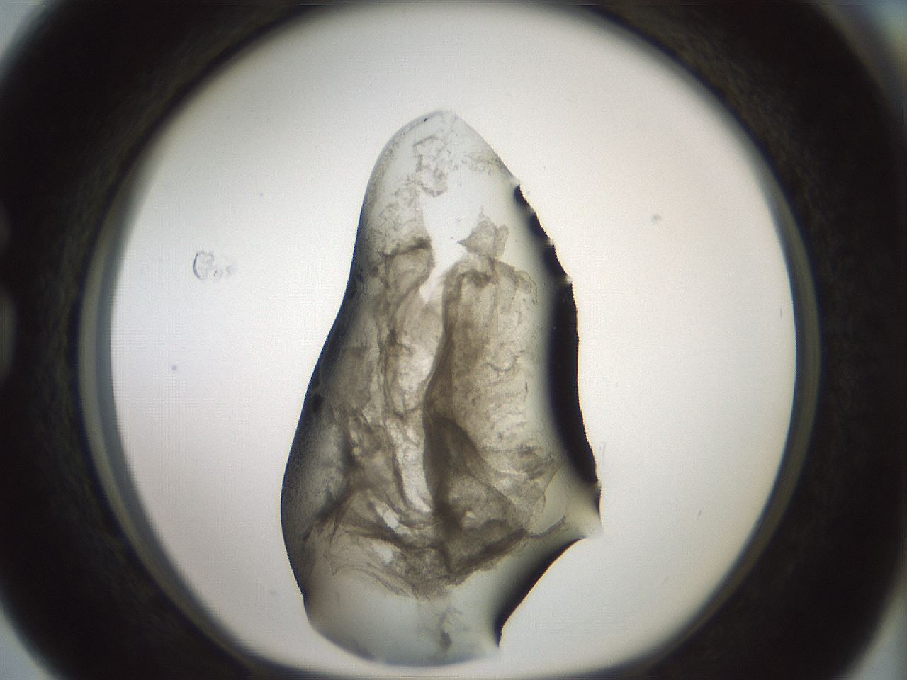 folderID230_plateID1230_batchID3779_wellNum76_profileID1_d1_r70283_ef.jpg