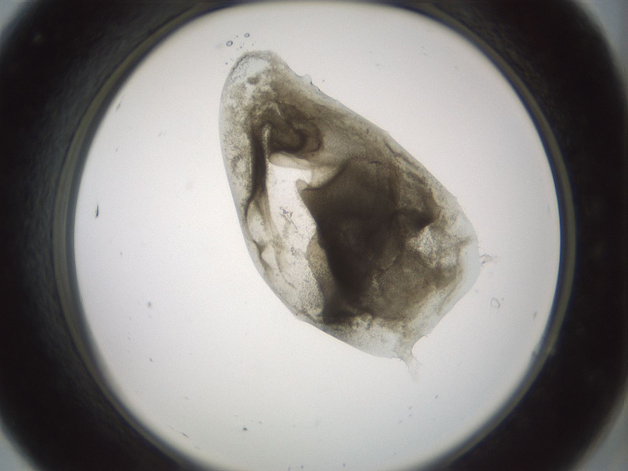 folderID230_plateID1230_batchID3779_wellNum7_profileID1_d2_r71656_ef.jpg