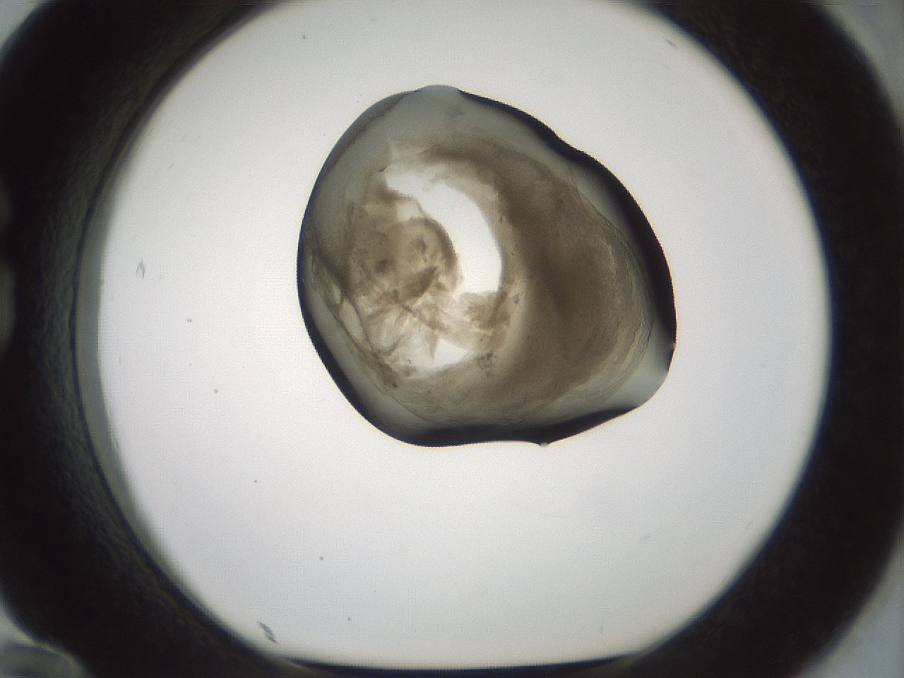folderID230_plateID1230_batchID3779_wellNum84_profileID1_d1_r70291_ef.jpg