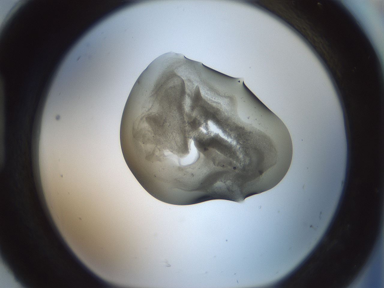 folderID230_plateID1230_batchID3779_wellNum92_profileID1_d1_r70299_ef.jpg