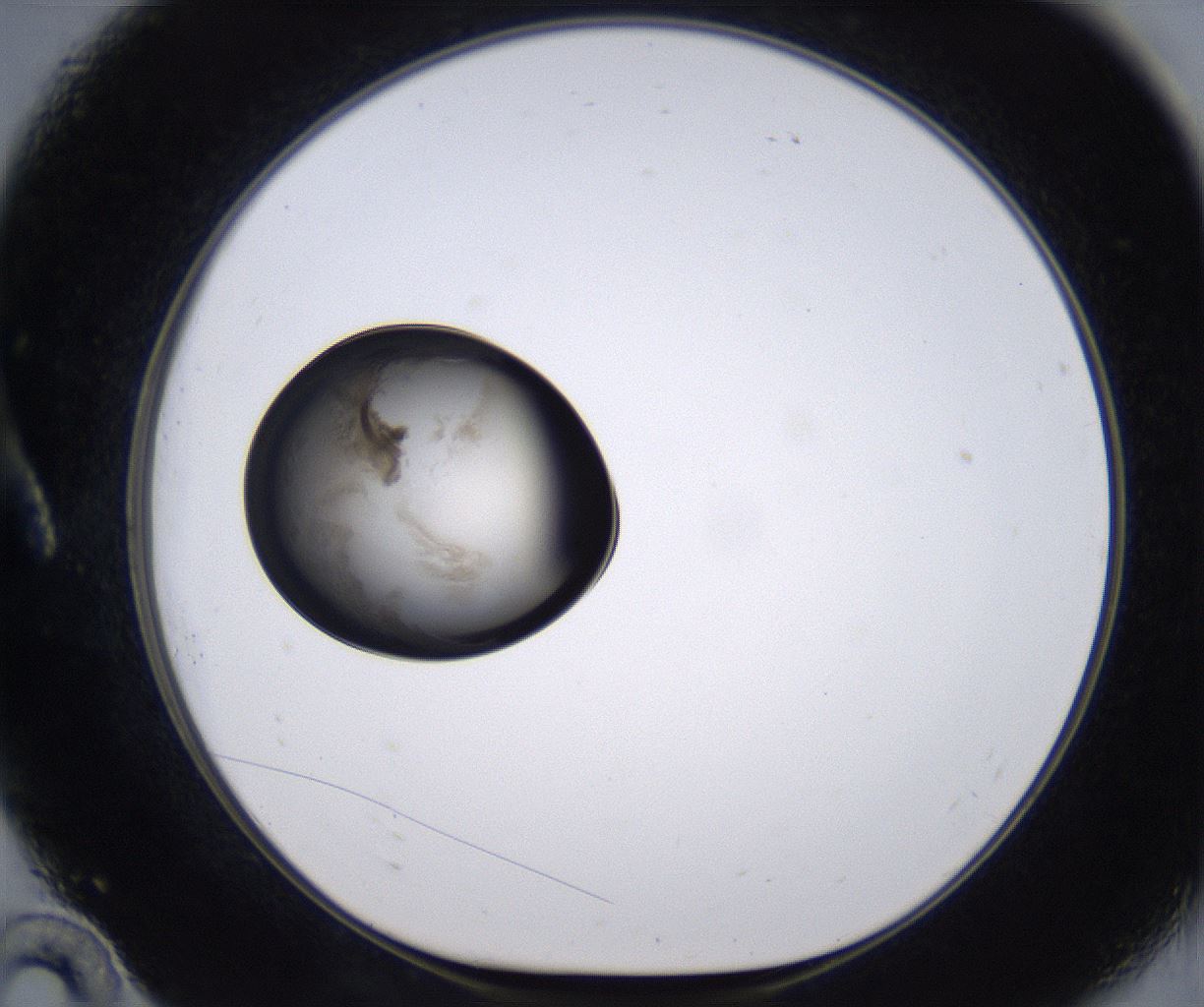 folderID230_plateID2230_batchID10094_wellNum10_profileID1_d1_r153133_ef.jpg