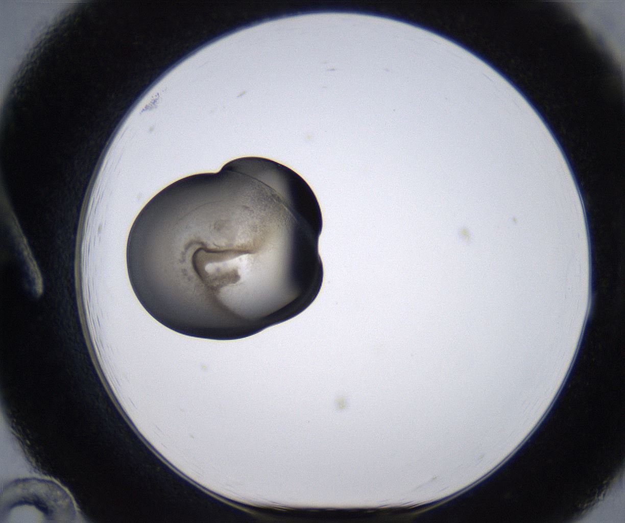 folderID230_plateID2230_batchID10094_wellNum12_profileID1_d1_r153137_ef.jpg