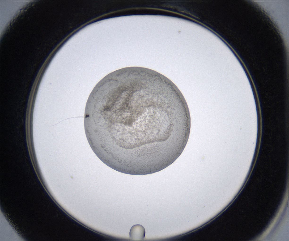 folderID230_plateID2230_batchID10094_wellNum13_profileID1_d2_r153140_ef.jpg