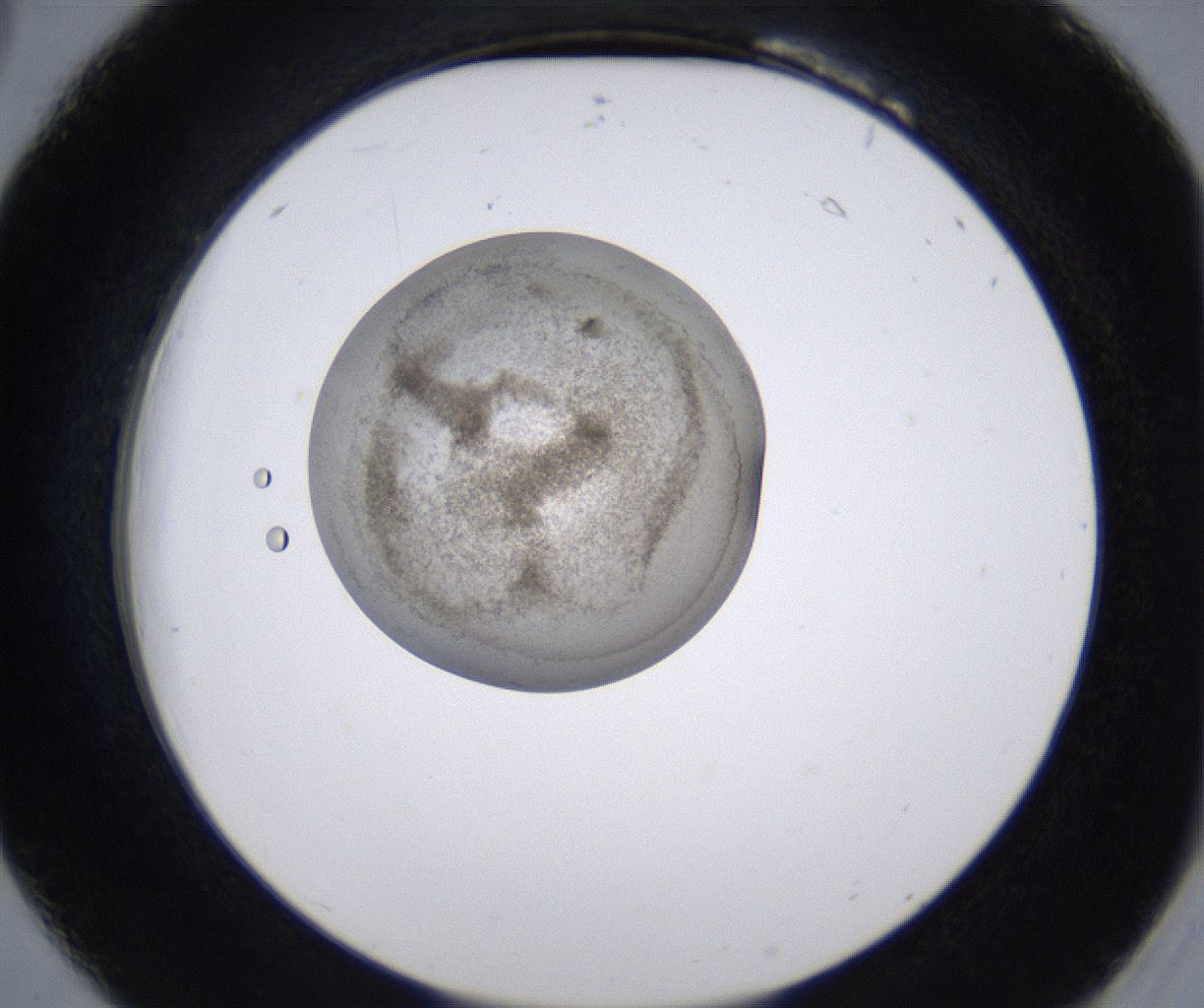 folderID230_plateID2230_batchID10094_wellNum18_profileID1_d2_r153150_ef.jpg