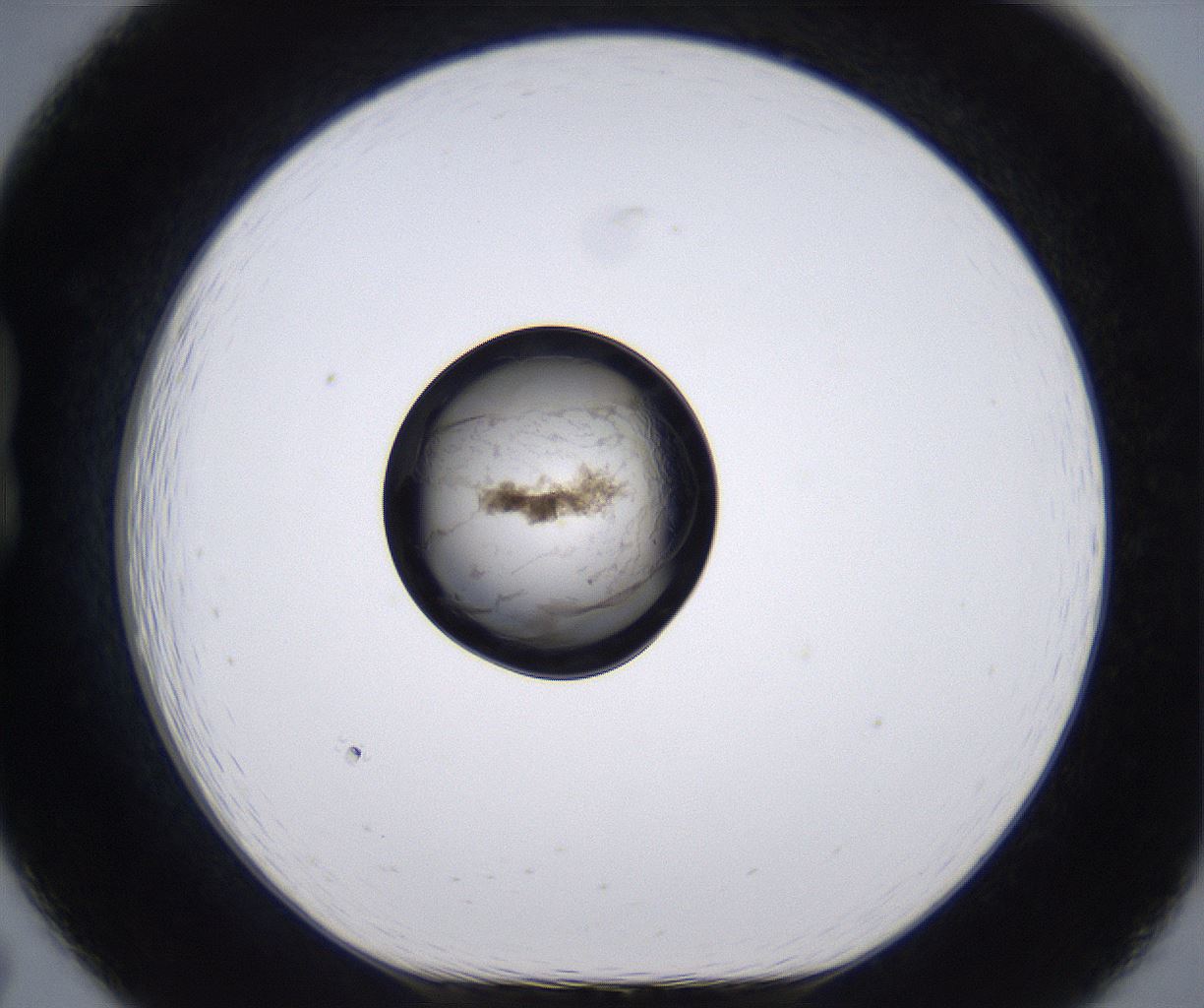 folderID230_plateID2230_batchID10094_wellNum19_profileID1_d1_r153151_ef.jpg