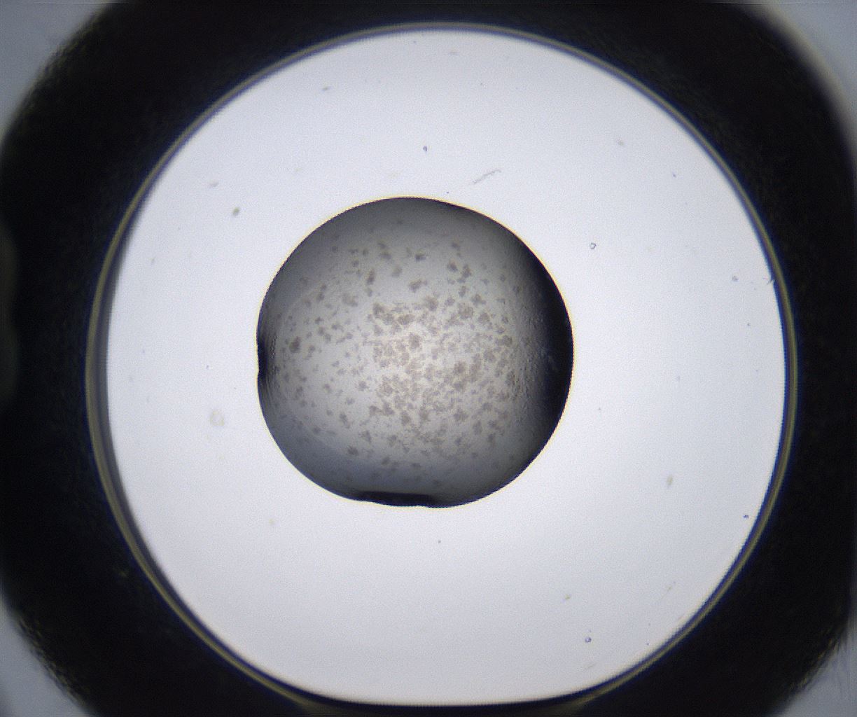 folderID230_plateID2230_batchID10094_wellNum21_profileID1_d1_r153155_ef.jpg