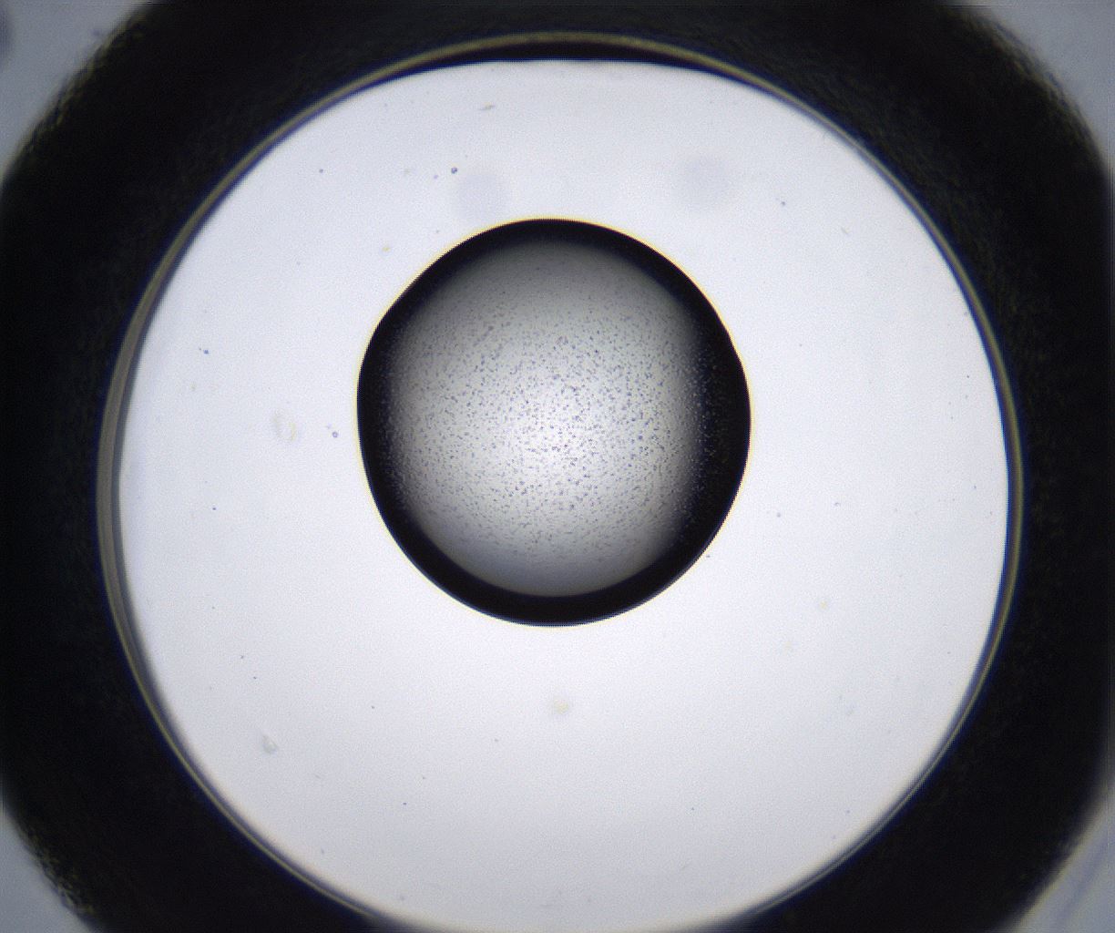 folderID230_plateID2230_batchID10094_wellNum40_profileID1_d2_r153194_ef.jpg