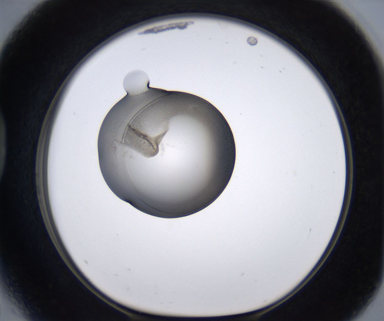 folderID230_plateID2230_batchID10094_wellNum41_profileID1_d1_r153195_ef.jpg