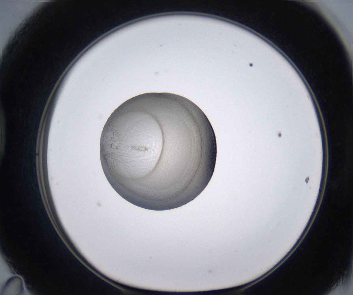 folderID230_plateID2230_batchID10094_wellNum47_profileID1_d1_r153207_ef.jpg