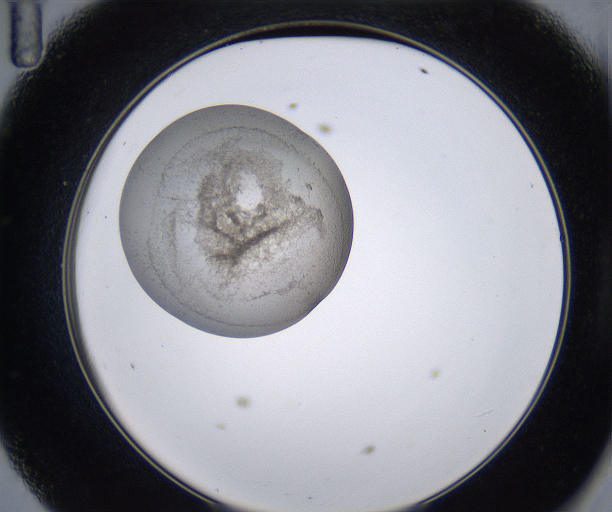 folderID230_plateID2230_batchID10094_wellNum47_profileID1_d2_r153208_ef.jpg