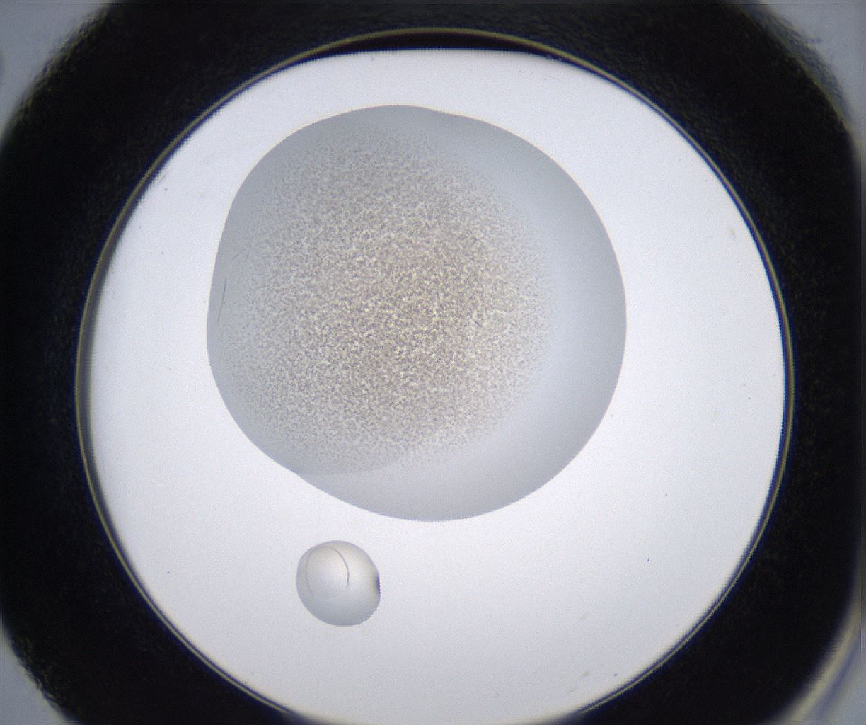 folderID230_plateID2230_batchID10094_wellNum50_profileID1_d2_r153214_ef.jpg