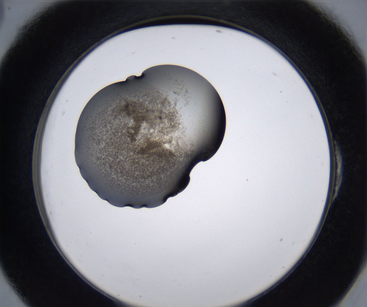 folderID230_plateID2230_batchID10094_wellNum54_profileID1_d2_r153222_ef.jpg