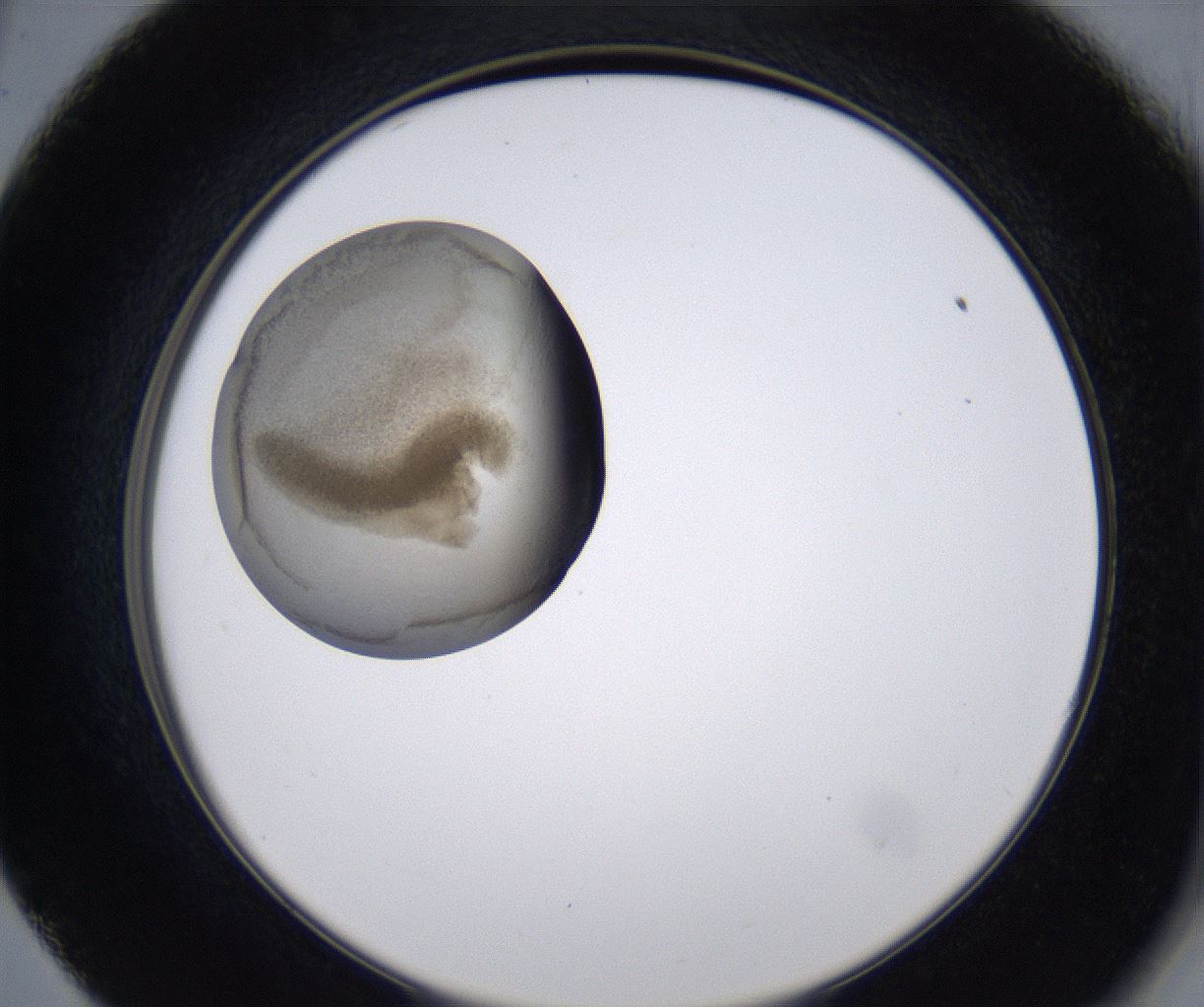 folderID230_plateID2230_batchID10094_wellNum57_profileID1_d2_r153228_ef.jpg