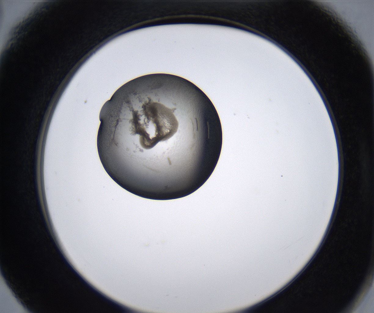 folderID230_plateID2230_batchID10094_wellNum66_profileID1_d2_r153246_ef.jpg