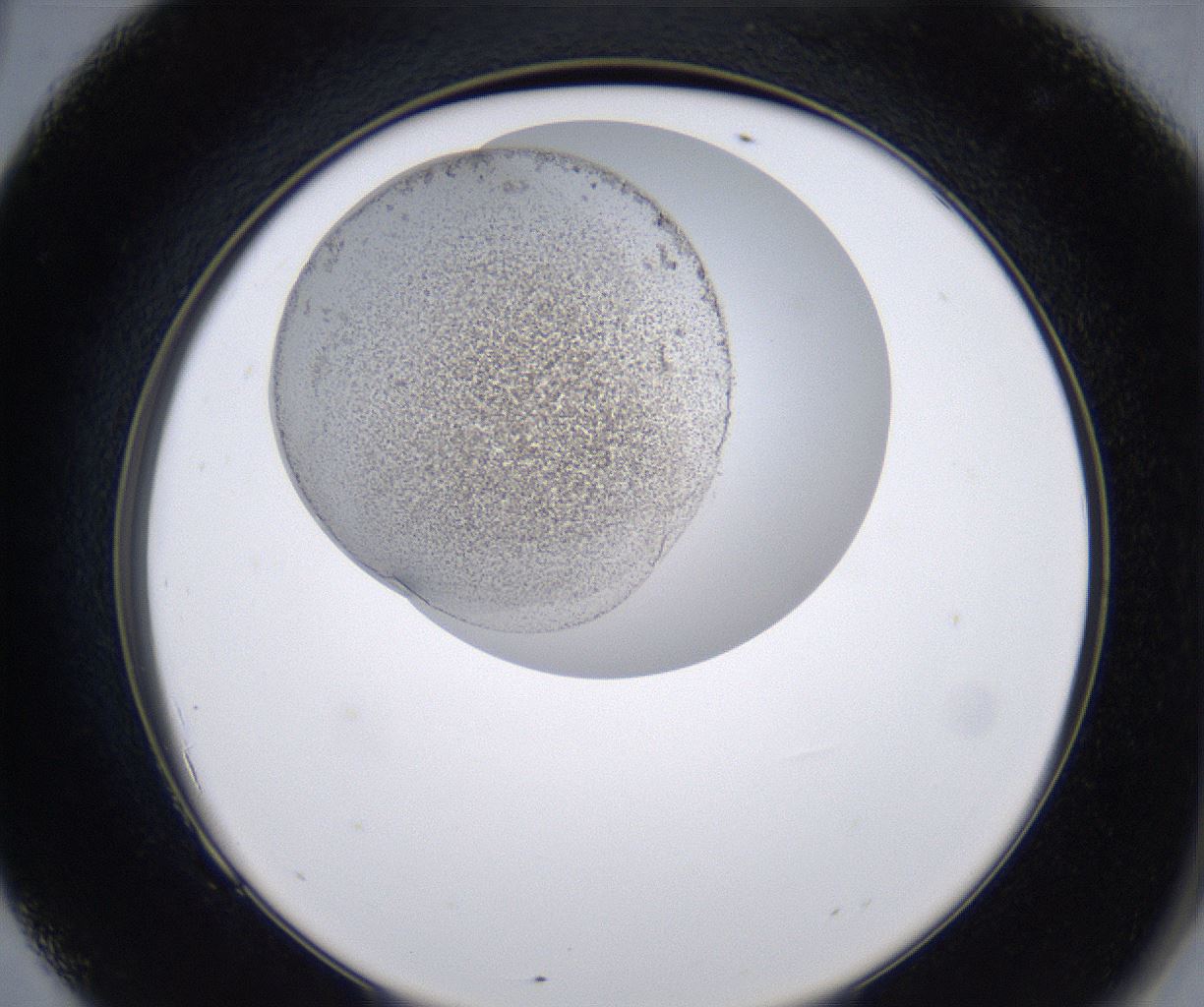 folderID230_plateID2230_batchID10094_wellNum69_profileID1_d2_r153252_ef.jpg