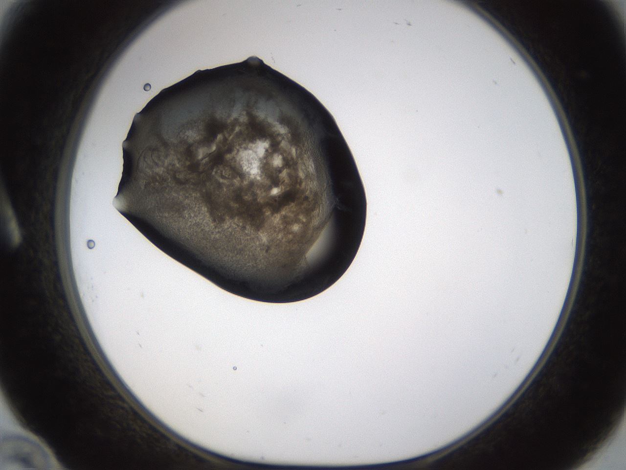 folderID231_plateID1231_batchID3778_wellNum10_profileID1_d1_r70121_ef.jpg