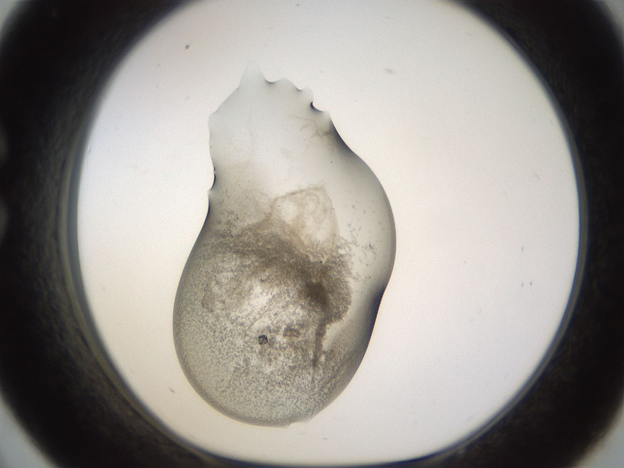 folderID231_plateID1231_batchID3778_wellNum33_profileID1_d1_r70144_ef.jpg