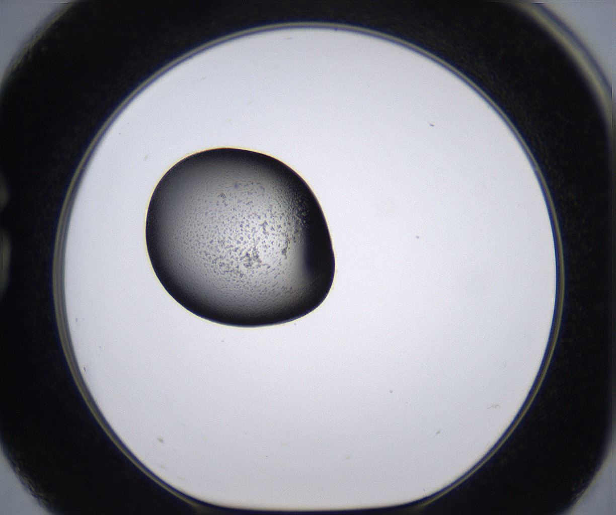 folderID230_plateID2230_batchID10094_wellNum75_profileID1_d1_r153263_ef.jpg