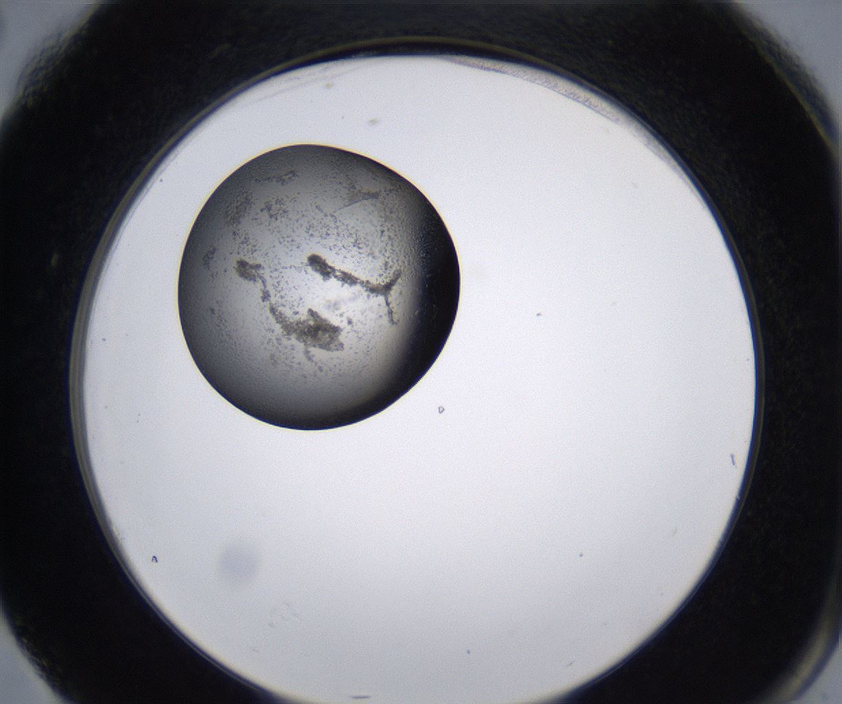 folderID230_plateID2230_batchID10094_wellNum76_profileID1_d2_r153266_ef.jpg