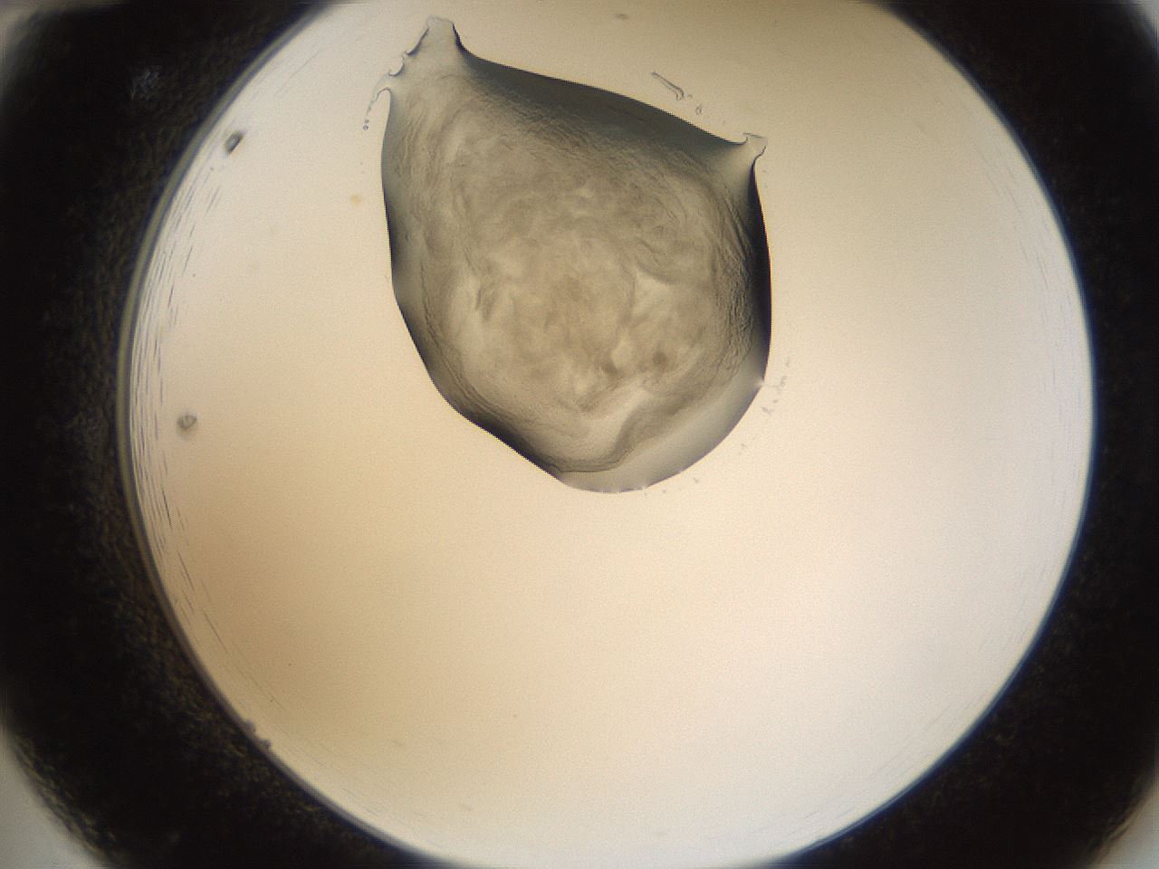 folderID231_plateID1231_batchID3778_wellNum12_profileID1_d2_r71757_ef.jpg