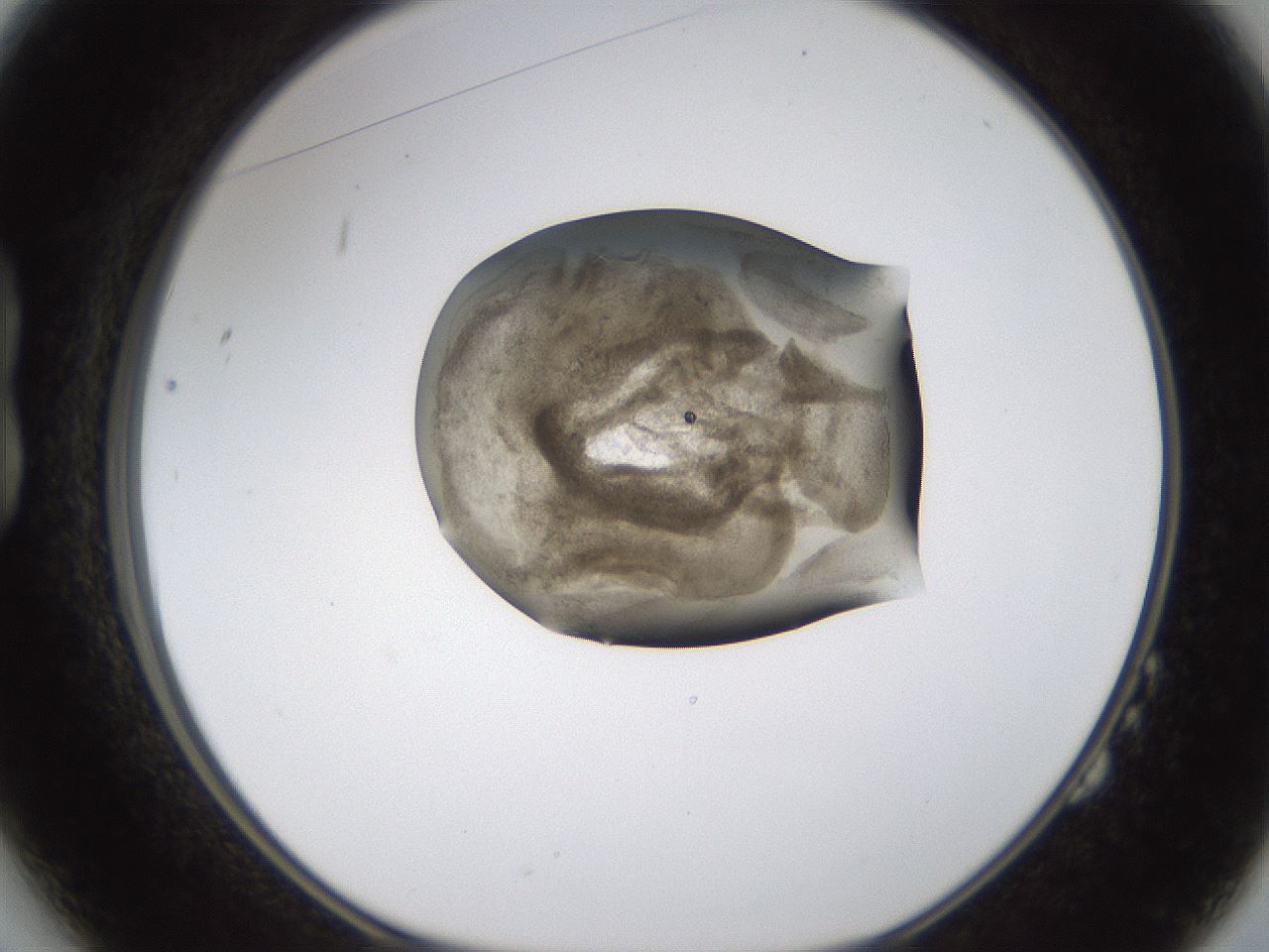 folderID231_plateID1231_batchID3778_wellNum14_profileID1_d1_r70125_ef.jpg