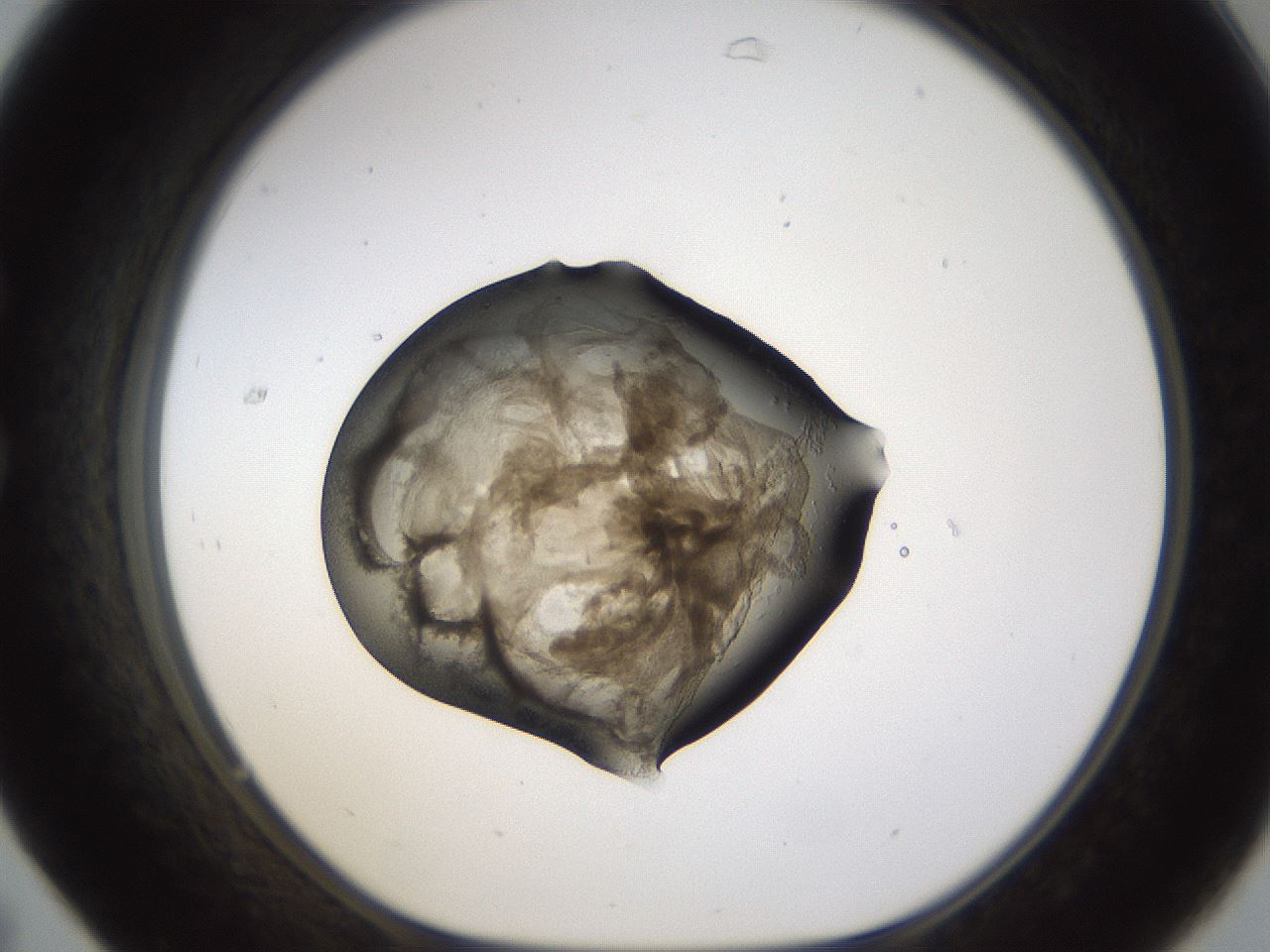 folderID231_plateID1231_batchID3778_wellNum31_profileID1_d1_r70142_ef.jpg