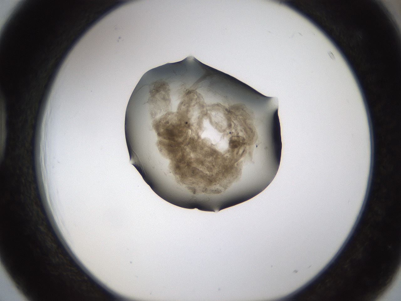 folderID231_plateID1231_batchID3778_wellNum39_profileID1_d1_r70150_ef.jpg