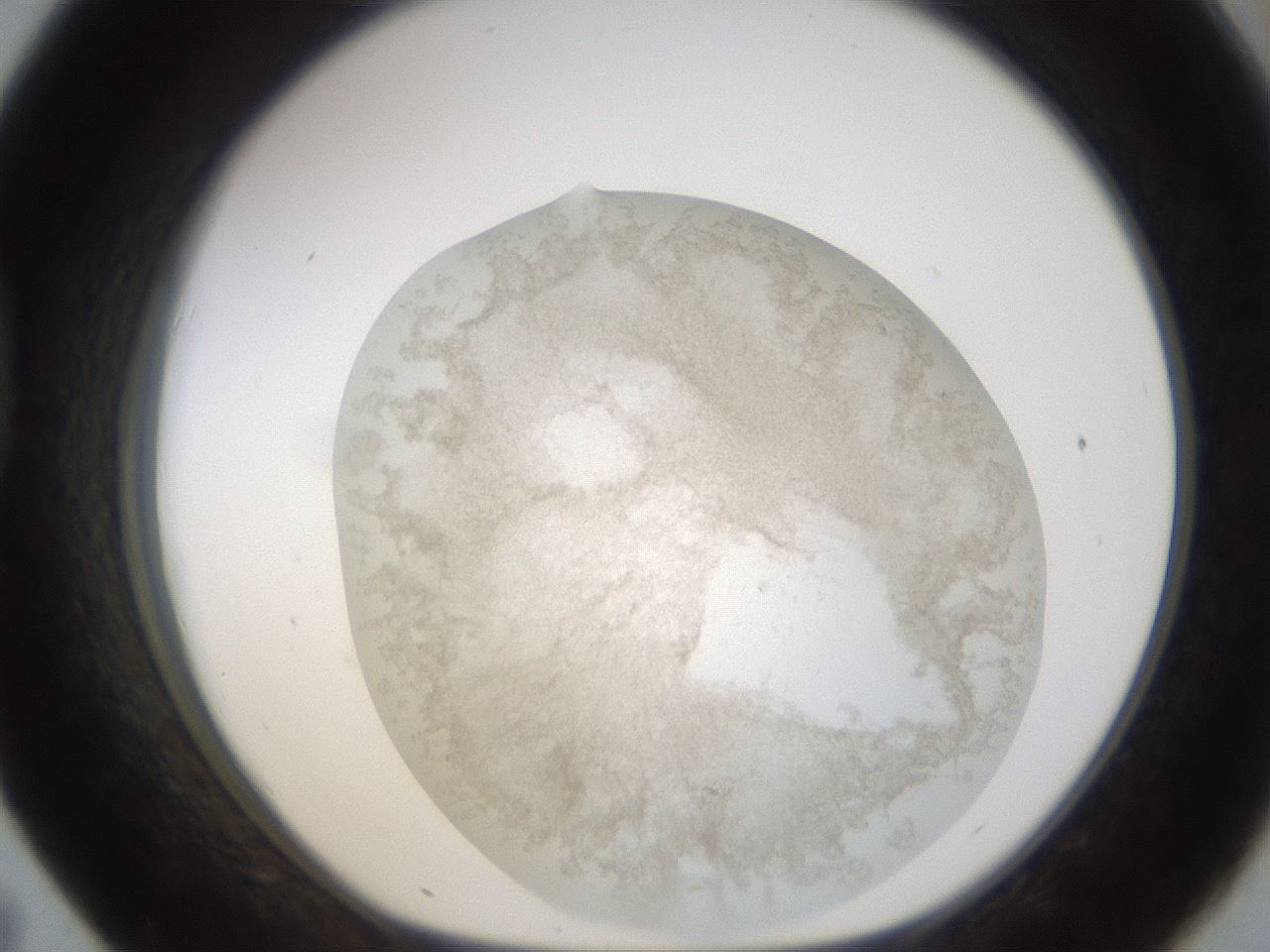 folderID231_plateID1231_batchID3778_wellNum43_profileID1_d1_r70154_ef.jpg