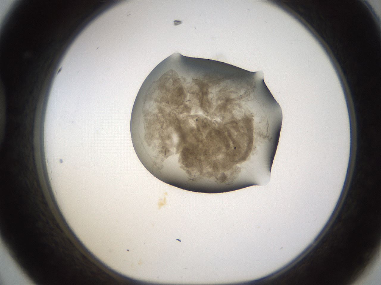 folderID231_plateID1231_batchID3778_wellNum44_profileID1_d1_r70155_ef.jpg