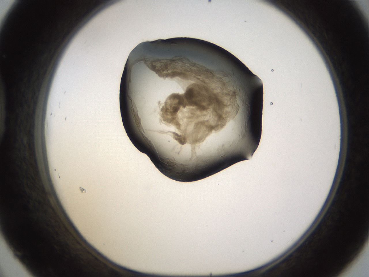 folderID231_plateID1231_batchID3778_wellNum45_profileID1_d1_r70156_ef.jpg
