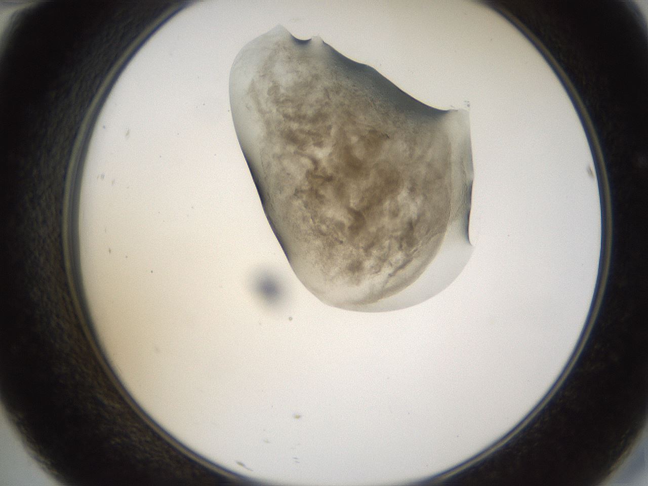 folderID231_plateID1231_batchID3778_wellNum46_profileID1_d2_r71791_ef.jpg