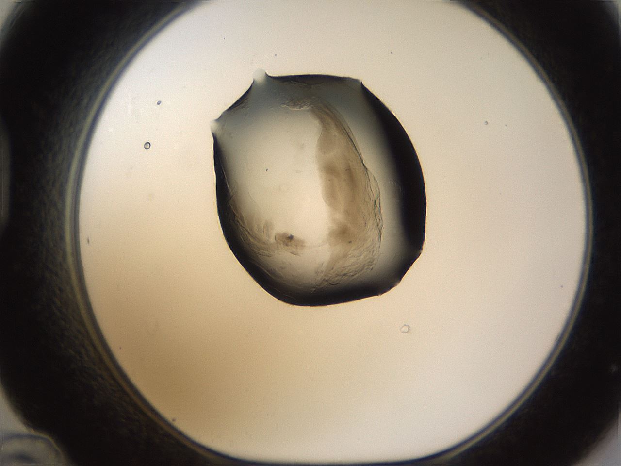 folderID231_plateID1231_batchID3778_wellNum48_profileID1_d1_r70159_ef.jpg